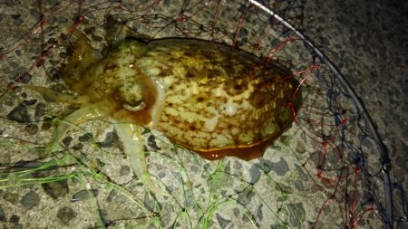 ウグイでメジロ71cm、コウイカ