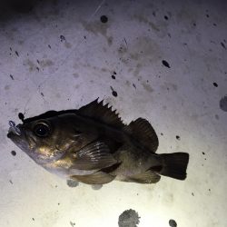 ご無沙汰メバル！