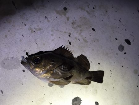 ご無沙汰メバル！