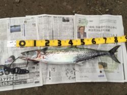 泉南青物ゲーム