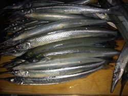 雨上がりの釣果