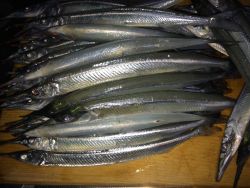 雨上がりの釣果