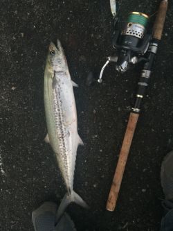 最後の一投にサゴシ