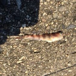 カレイ狙いで行ったけど