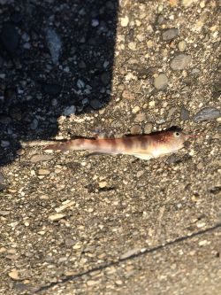 カレイ狙いで行ったけど