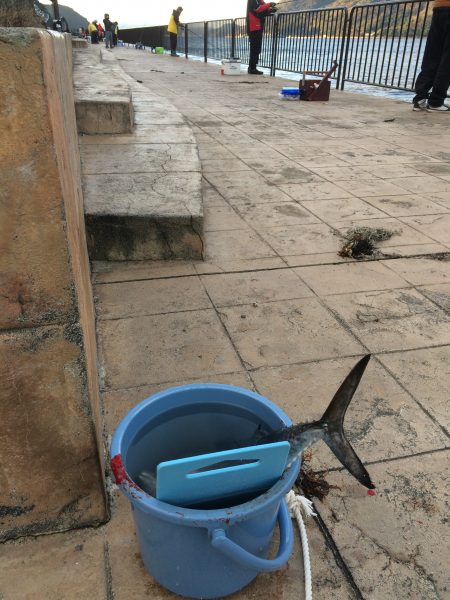 サゴシ釣り納め