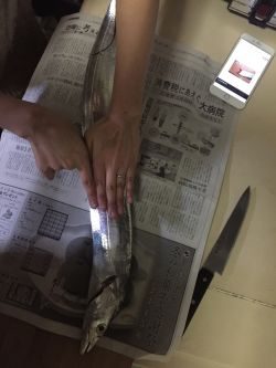 サゴシ不発で太刀魚