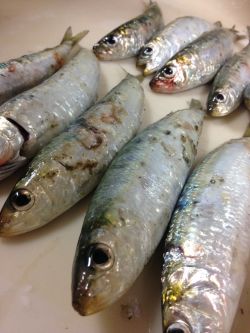 まさかの激シブ〜(o^^o)