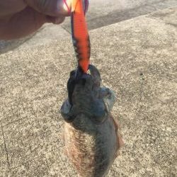 今日もエギング