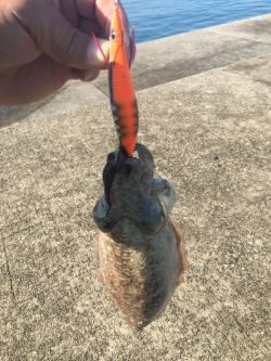 今日もエギング