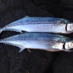 懲りずに2度目の挑戦。