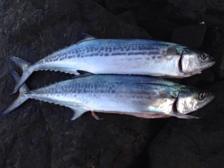 懲りずに2度目の挑戦。