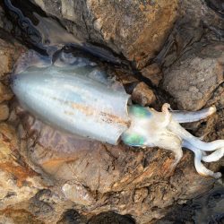 brotherとエギング