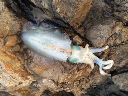 brotherとエギング