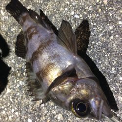 メバ…ガシリングf^_^;