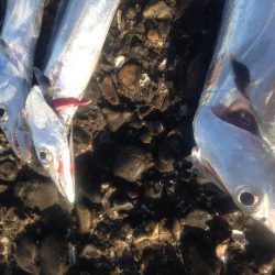 タチウオワインド