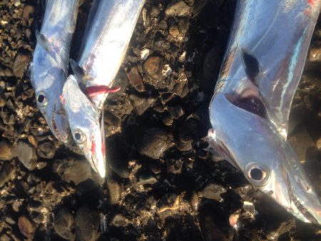 タチウオワインド