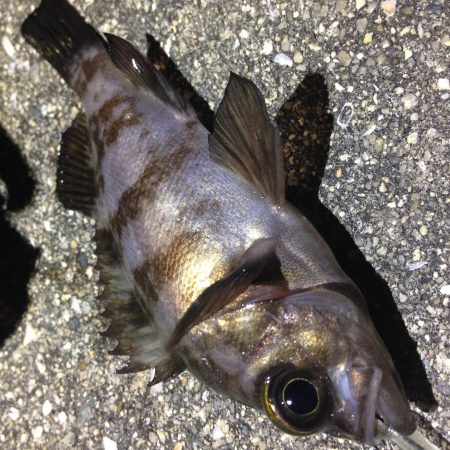 メバ…ガシリングf^_^;