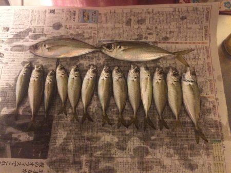 倶楽部通信  15年釣り納め