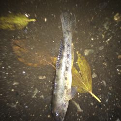 今週くらいで終わりかな、太刀魚