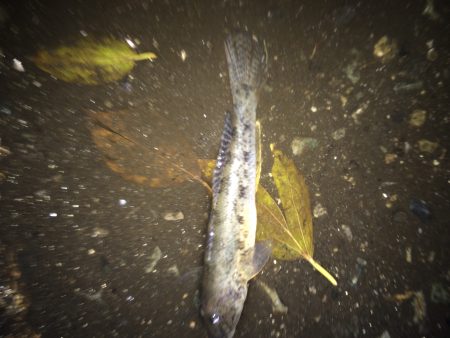 今週くらいで終わりかな、太刀魚