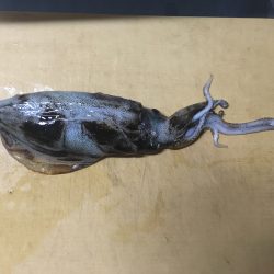 まだおった！！