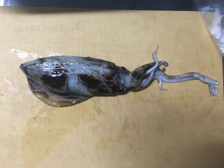 まだおった！！