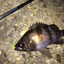 久々のアジング