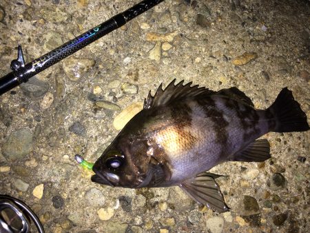 久々のアジング