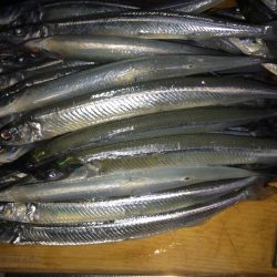 雨上がりの釣果