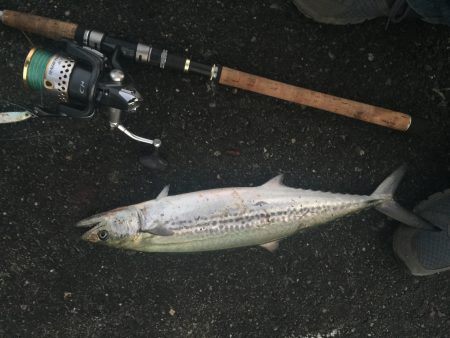 最後の一投にサゴシ