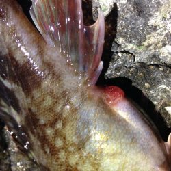 1時間だけですが…