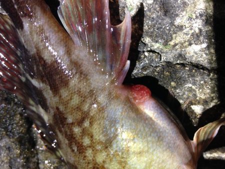 1時間だけですが…