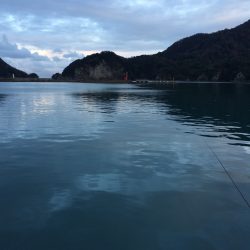 12回目のサヨリ調査