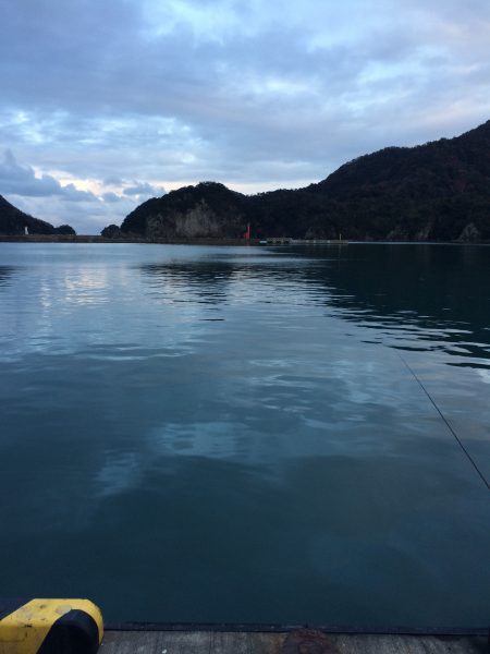 12回目のサヨリ調査