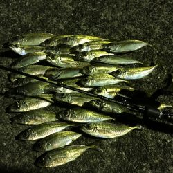 短時間で爆釣？