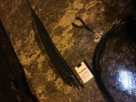 アジング合間のシーバスのハズが