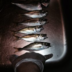 アジングときどきタチウオ