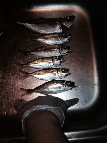 アジングときどきタチウオ