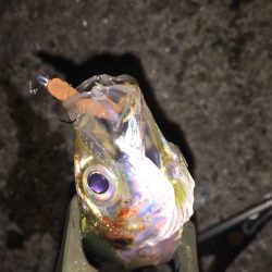 短時間アジング