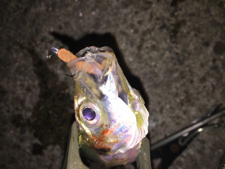 短時間アジング