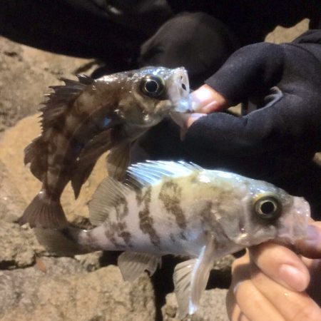 ロックフィッシュ