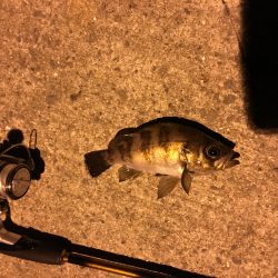 エギング&アジング？メバリング