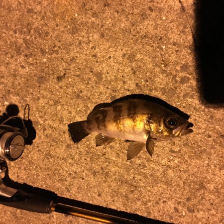 エギング&アジング？メバリング