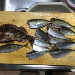 デカアジ！じゃなかった…