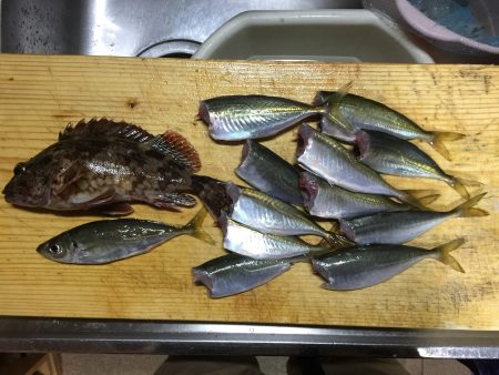 デカアジ！じゃなかった…