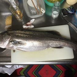 ナイトシーバス