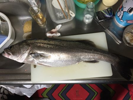 ナイトシーバス