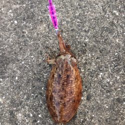 アオリはどこに？