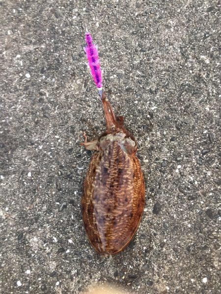 アオリはどこに？